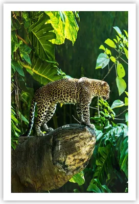 Produktbild von Poster - Poster ohne Rahmen - Dschungel Leopard Panther - 61x91,5 cm - Wand Bild - Wanddeko - Wandbilder - Kunstposter - Wandposter - Bilder - Kunstdruck - Wanddekoration - Wandbild - P2XPA61x91-4502