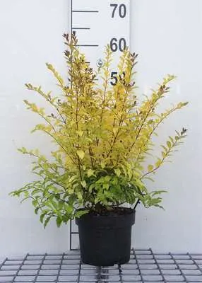 Produktbild von Ligustrum oval. 'Lemon And Lime' - Liguster 25- 30 cm - Container