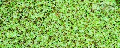 Produktbild von Pool Glasfiltermaterial für Poolfilter 1-2 mm ähnl.AFM