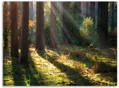 Produktbild von Wallario Glasunterlage, Schneidebrett aus Glas, Größe 30 x 40 cm, Motiv Sonnenstrahlen im Herbstwald