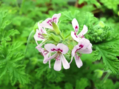 Image de Pelargonium graveolens / Géranium au parfum de rose