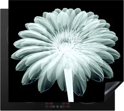 Produktbild von KitchenYeah© Herdabdeckplatte Röntgenbild einer Gebera-Blüte , 58x51cm, Küche Deko, Glaskeramikkochfeld Herdabdeckung, Abdeckplatte fùr Kochfeld