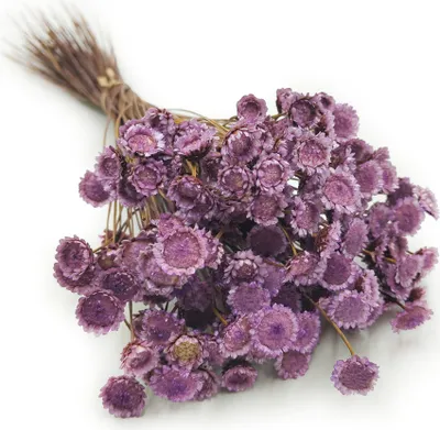 Produktbild von Getrocknete Glixia BIG (Comanthera) - Lavendel