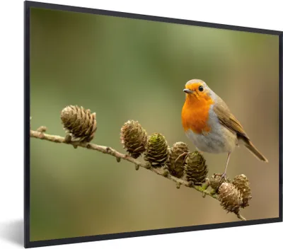 Produktbild von MuchoWow® Gerahmtes Poster Vogel - Rotkehlchen - Tannenzapfen - Zweig - Herbst 40x30 cm - Poster mit Schwarzem Bilderrahmen Wandposter Rahmen Foto Bilder - Kunstposter - Wanddekorationen