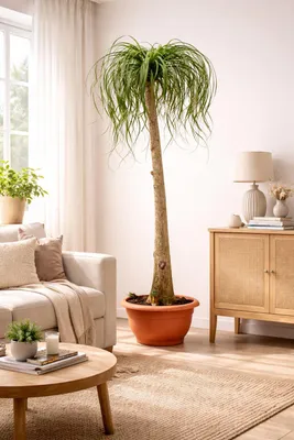 Produktbild von Elefantenfuß 160–200 cm (Beaucarnea recurvata) – Flaschenbaum Zimmerpflanze, Wasserpalme, pflegeleicht & dekorativ