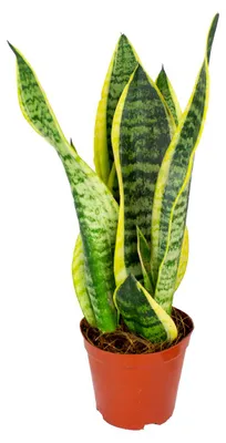 Produktbild von Bloomique - Sansevieria Superba - Schwiegermutterzunge - Bogenhanf - Zimmerpflanzen - Luftreinigend - Sehr pflegeleicht - 20-30 cm Hoch - Topf 12 cm