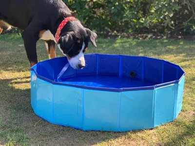 Image de Piscine pour chiens pliable 80x20cm Baignoire Piscine Pataugeoire Bain pour chiens