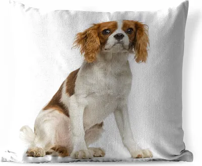 Produktbild von MuchoWow® Outdoor Kissen - Liebenswerter Cavalier King Charles Spaniel - 60x60 cm - Wetterfest - Lounge Kissen - Kissenbezüge - Dekokissenbezug - Zierkissenbezüge