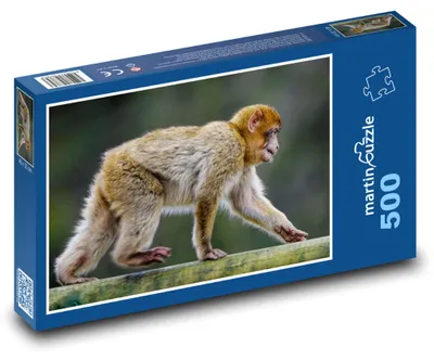 Produktbild von Puzzle 500 Barbarischer Affe - Makake Tier - martinpuzzle