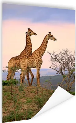 Produktbild von MuchoWow® Poster Giraffen - Himmel - Landschaft 40x60 cm - Plakate für die Wand - Poster Babyzimmer