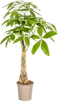 Obrázek produktu pro Šťastný kaštan Pachira Aquatica, strom peněz, pokojová rostlina, Ø 21 cm, výška 90–110 cm, dekorace