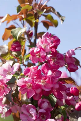 Produktbild von Malus 'Rudolph', Zierapfel, rosa Blüten, 60–100 cm