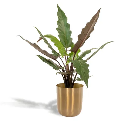 Immagine prodotto di Alocasia Lauterbachiana con vaso - Ø19cm - Ø80cm - pianta da appartamento