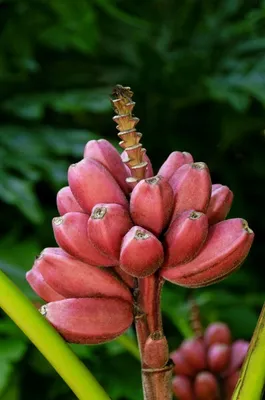 Produktbild von Keniabanane, Rosa Zwerg - 10 Samen