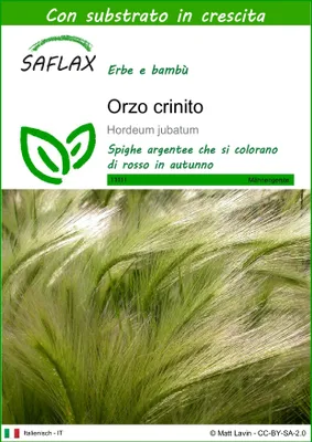 Immagine prodotto di SAFLAX  - Orzo crinito - 70 semi - Con substrato - Hordeum