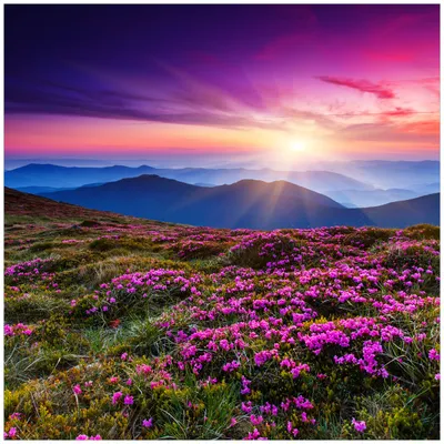Produktbild von Wallario Wandbild aus Acryl, 50 x 50 cm, freischwebende Optik - Blumenbedeckte Wiese bei Sonnenuntergang