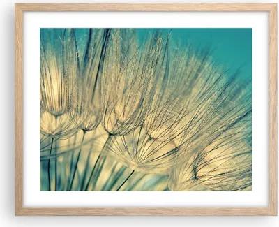 Produktbild von Gerahmtes Poster - Rahmen in heller Eiche - Löwenzahn Makro Löwenzahn - 50x40 cm - Wand Bild - Wanddeko - Wandbilder - Kunstposter - Wandposter - Bilderrahmen - Bilder - Kunstdruck - P2NAA50x40-4846