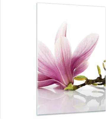 Produktbild von Bilder auf glas - Einteilig - Magnolie blume natur pflanze - 80x120cm - Glasbilder - Wandbilder - Bilder - Wanddekoration aus Glas - Glas Bilder - Wandbild auf Glas - GPA80x120-2641