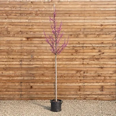 Produktbild von Chinesischer Judasbaum Avondale 200-250 cm, Stammumfang 6-8 cm - Cercis chinensis Hochstamm
