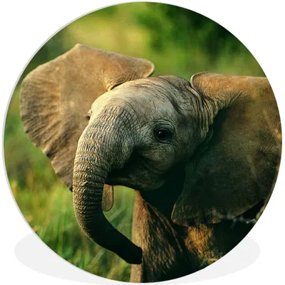 Produktbild von MuchoWow® Rundes Wandbild - Runde Bilder Elefant - Grün - Tiere - Natur Ø 60 cm Kreis Wanddekoration Kunststoff - Wandkreis - Wandschmuck - Wand Kreis - Das Schlafzimmer - Die Bilder - Wandmalerei - Kunst für das Haus - das Plastik
