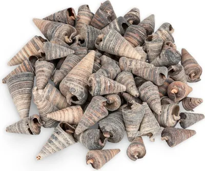 Produktbild von Telescopium telescopium 0,5 kg 3-6 cm Turmschnecken Schneckenhäuser Deko Basteln