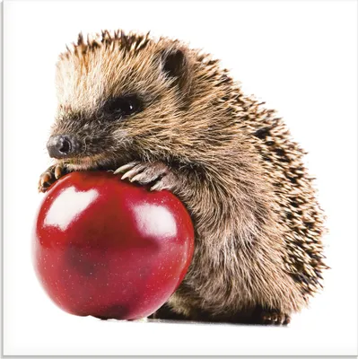 Produktbild von ARTland Glasbild Glücklicher Igel Größe: 50x50 cm