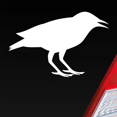 Produktbild von Auto Aufkleber Rabe Vogel Bird Vogelfreund 15x10 cm Weiss Glanz Sticker Heckscheibenaufkleber