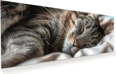 Produktbild von Glasbild 100x40cm in XXL für Wohnzimmer, Schlafzimmer Motiv Schlafende Katze