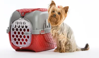Produktbild von Bama Pet Transportbox 59x38x37 cm Rood/Zilver