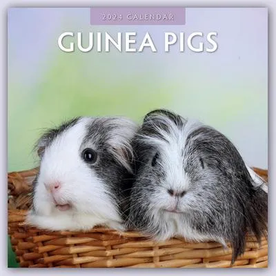 Produktbild von Guinea Pigs - Meerschweinchen 2024 - 16-Monatskalender