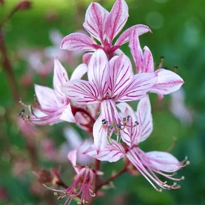Obrázok produktu pre 6 x Horiaci ker - Dictamnus albus | kvetináč 9cm x 9cm