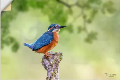 Produktbild von ARTland Wandbild, selbstklebend Eisvogel I Größe: 30x20 cm
