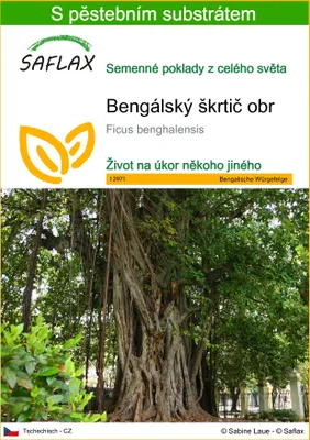 Obrázek produktu pro SAFLAX - Bengálský škrtič obr - Ficus benghalensis - 20 Semena - S pěstebním substrátem bez klíčků
