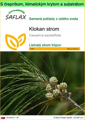 Obrázok produktu pre SAFLAX Garden to go - klokan strom - Casuarina equisetifolia - 200 Semená - S črepníkom, klimatickým vekom a pestovateľským substrátom