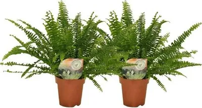 Obrázok produktu pre Nephrolepis - 2 rastliny - výška cca 30cm - priemer 12cm - izbové rastliny s