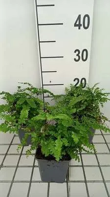 Imagen del producto de 6 x Adiantum ped. 'Imbricatum' - Helecho venushair 'Imbricatum' - Maceta de 9 x 9 cm