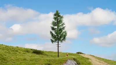 Produktbild von NOCH® Hochstammfichte, perfekte Fichtenbaum Modellbau, 23 cm hoch für die Spurweiten H0, TT, N, Z ideal auch für Dioramen und Modellbahn