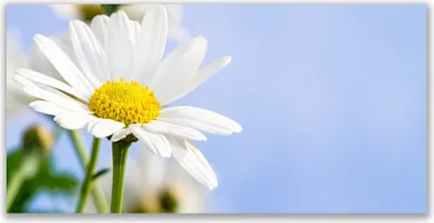 Produktbild von Acrylglasbilder 120x60 Wandbild Druck Gänseblümchen Pflanzen
