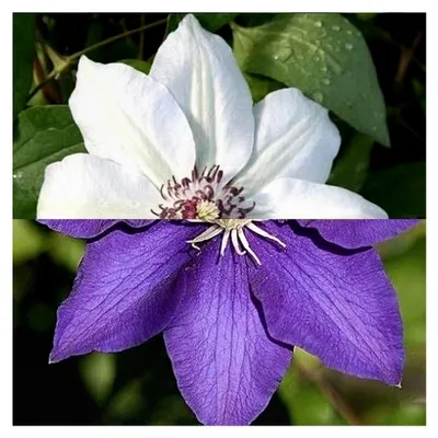 Produktbild von 2 x Clematis Kletterpflanzen: Clematis The President & Miss Bateman - Weiß/Blau, Mehrjährig & Winterhart | 2 x 1,5 Liter Töpfe