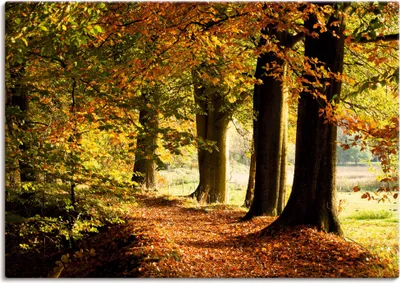 Produktbild von ARTland Leinwandbild Herbstfarben Größe: 70x50 cm