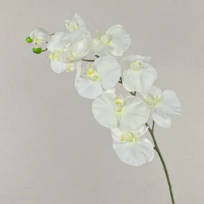 Produktbild von artplants.de Künstliche Blume Phalaenopsis Orchideen Zweig ANAT, Creme, 100cm