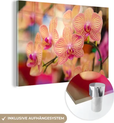 Produktbild von MuchoWow Glasbilder - Bilder auf Wandbild - Foto auf Glas Pflanze - Orchidee - Blumen - Rosa - Flora 60x40 cm Wanddekoration aus Glas - Acrylglasbild - Acrylbilder - Glasfotos