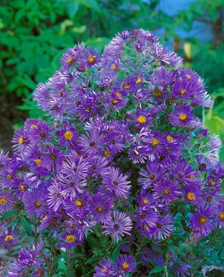 Produktbild von Aster novi-belgii 'Sarah Ballard', Glattblatt-Aster, rosa, ca. 9x9 cm Topf