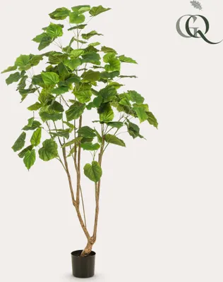Produktbild von Umelá rastlina - Ficus Umbellata - Africký figovník - 180cm