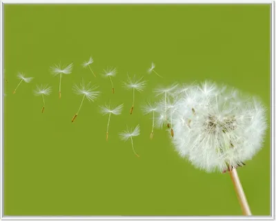 Produktbild von Wallario Wandbild Pusteblume auf der Wiese mit fliegenden Samen, Größe: 40,30 x 50,30 cm, Poster mit weißem Aluminiumrahmen
