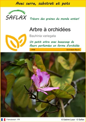 Image de SAFLAX Ensemble de culture - Arbre à orchidées - 8 graines - Bauhinia