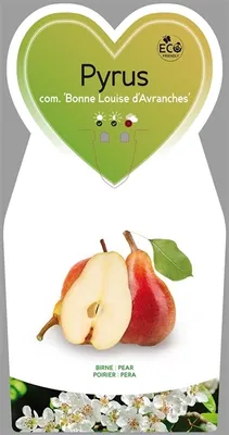 Obrázek produktu pro Birnbaum - Pyrus communis 'Bonne Louise d'Avranches' ca. 120 cm- Gute Luise von Avranches