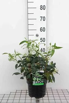 Zdjęcie produktu dla Viburnum dav. 'Angustifolium' - Snowball 20- 25 cm - pojemnik