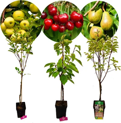 Produktbild von Set mit 3 Obstbäumen – 1 Apfel, 1 Birne, 1 Kirsche – Höhe +100 cm – 5-Liter-Topf – Mix B
