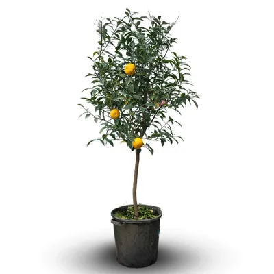 Image de Citronnier yuzu - agrume méditerranéen - arbre fruitier - ↕ 170-190 cm - ⌀ 35 cm, Image générée par une IA